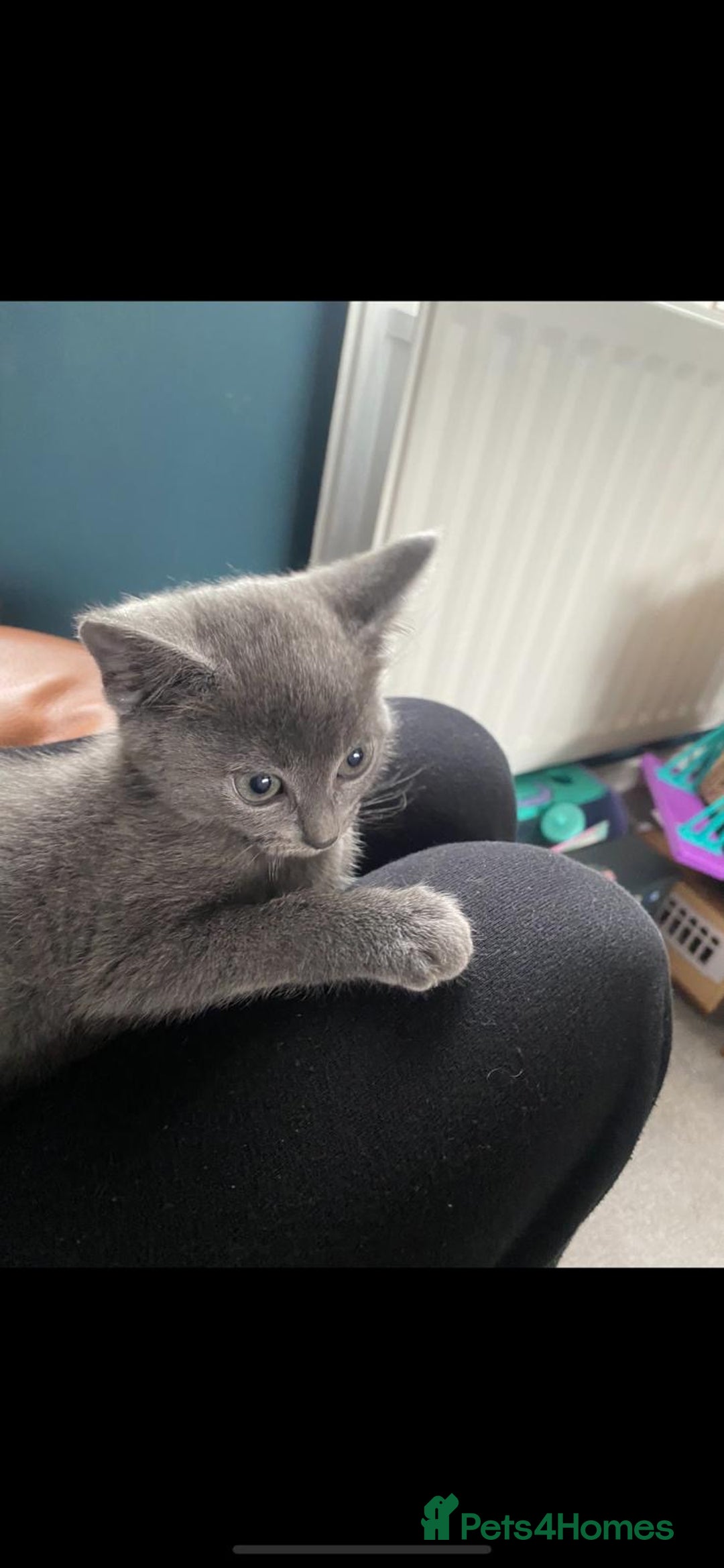 Domestic Shorthair cats for sale: Beautiful grey kittens - Image 3