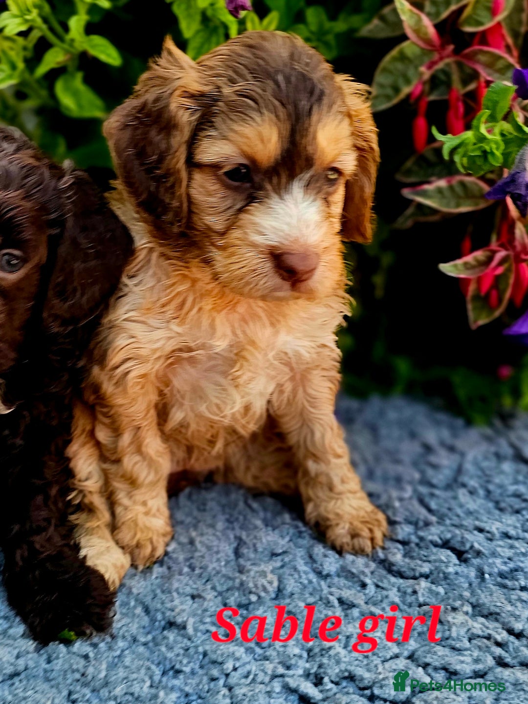 Cockapoo dogs for sale: Top quality F1 health tested cockapoos  - Image 4