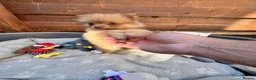 Pomeranian dogs for sale: ✨🐶 9  Beautiful Pomeranian Puppies  - Advert 30