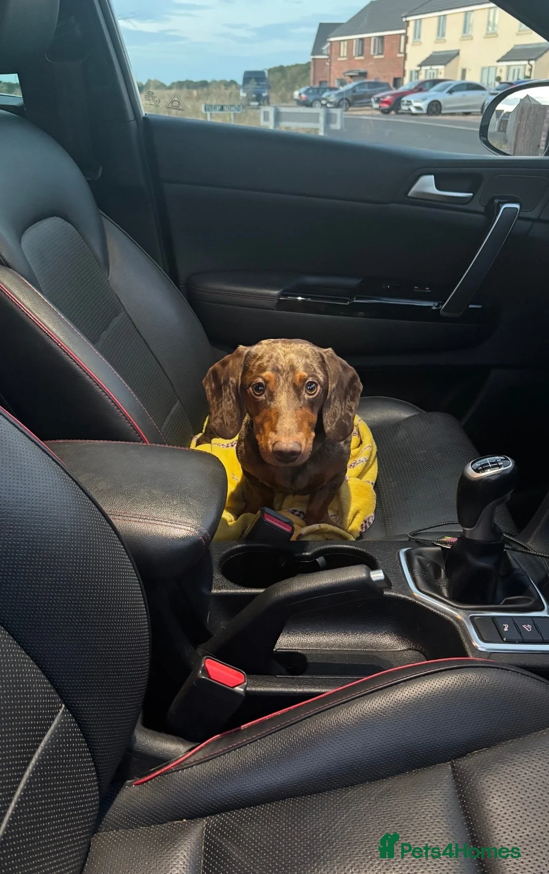 Dachshund dogs for stud: Dapple Dachshund  in Spalding - Advert 2