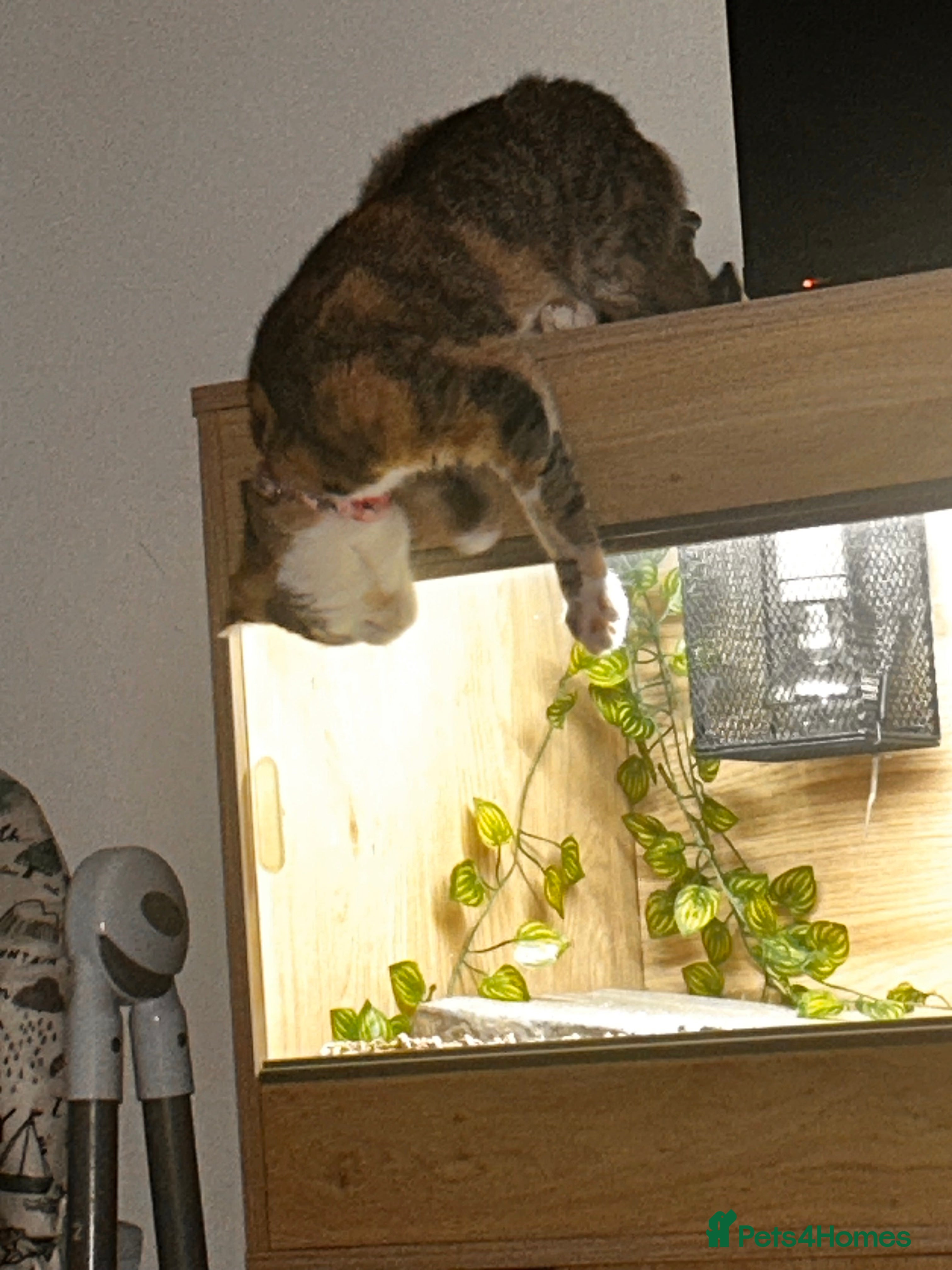 Mixed Breed cats Minnie for sale  - Advert 1