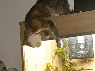 Mixed Breed cats Minnie for sale - Advert 1