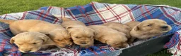 Golden Retriever dogs for sale: Beautiful KC Golden Retriever Puppies - Advert 12