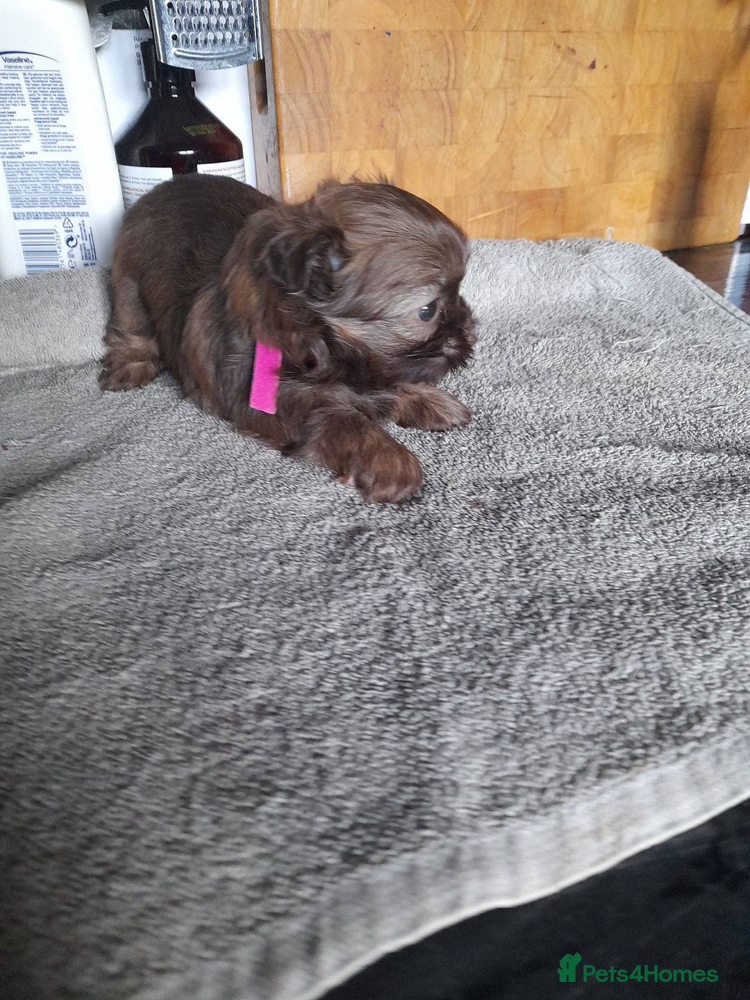 Malshi dogs for sale: Gorgeous pups - Image 5