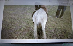 Shetland pony horses for sale: Miniature shetland gelding - Image 4