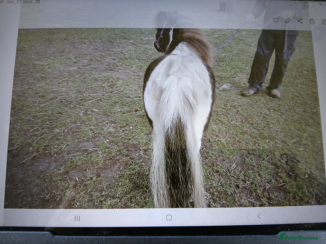 Shetland pony horses for sale: Miniature shetland gelding - Image 4