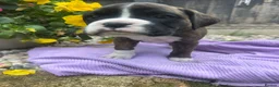 Boxer dogs for sale: KC Registered Boxer Puppies - health tested - Advert 38
