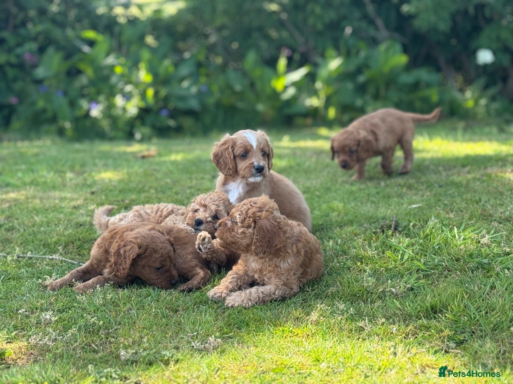 Cavapoo dogs Dog Trainer’s Cavapoo fur babies   - Advert 1
