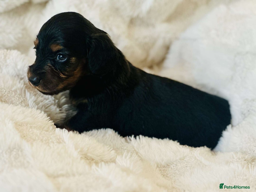 Miniature Dachshund dogs for sale: Long haired dachshund  - Image 19