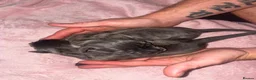 Cane Corso dogs for sale: Full breed cane corso puppies in Ashton-under-Lyne - Advert 9