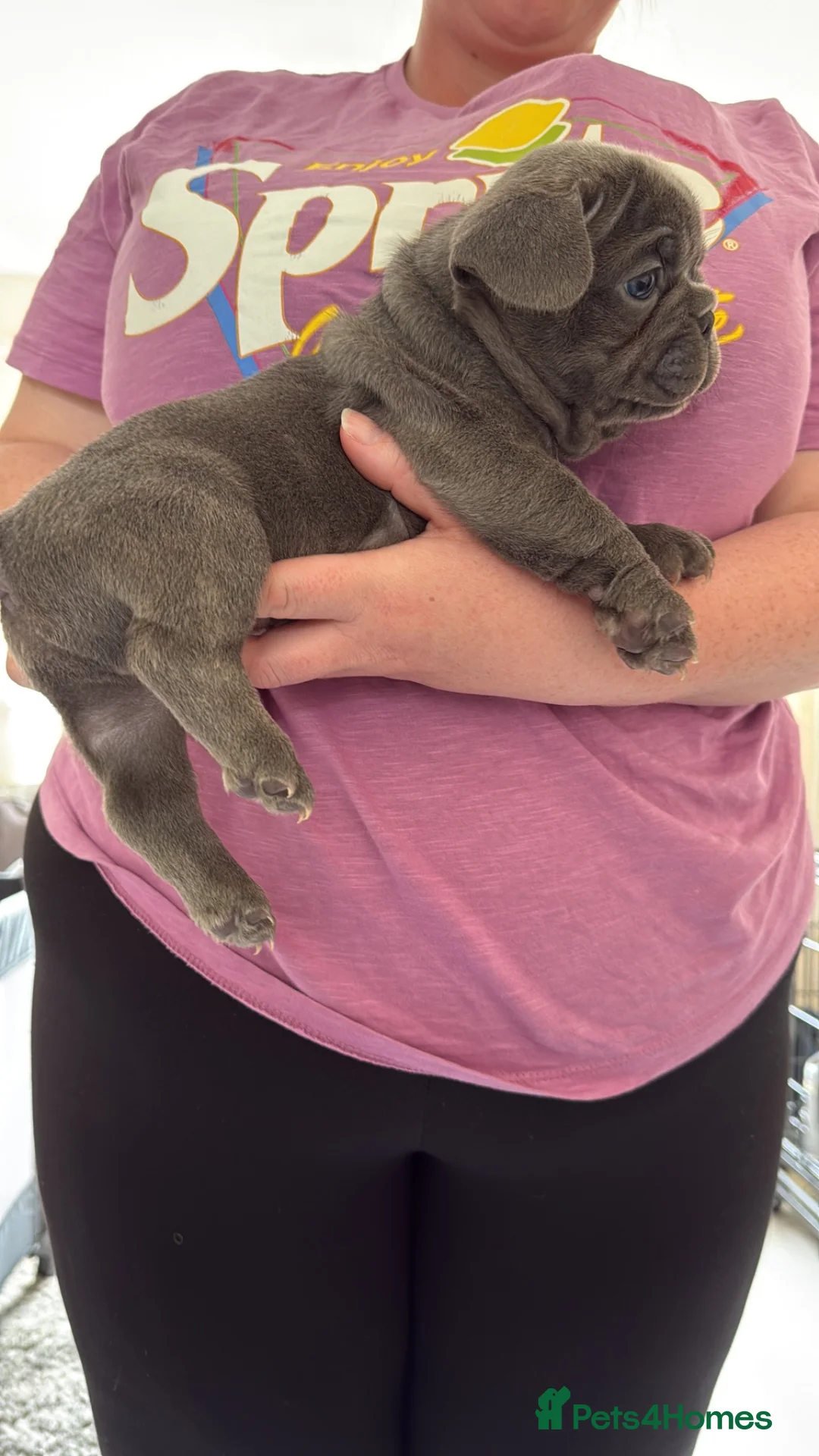 French Bulldog dogs for sale: French bulldog puppies  - Advert 17