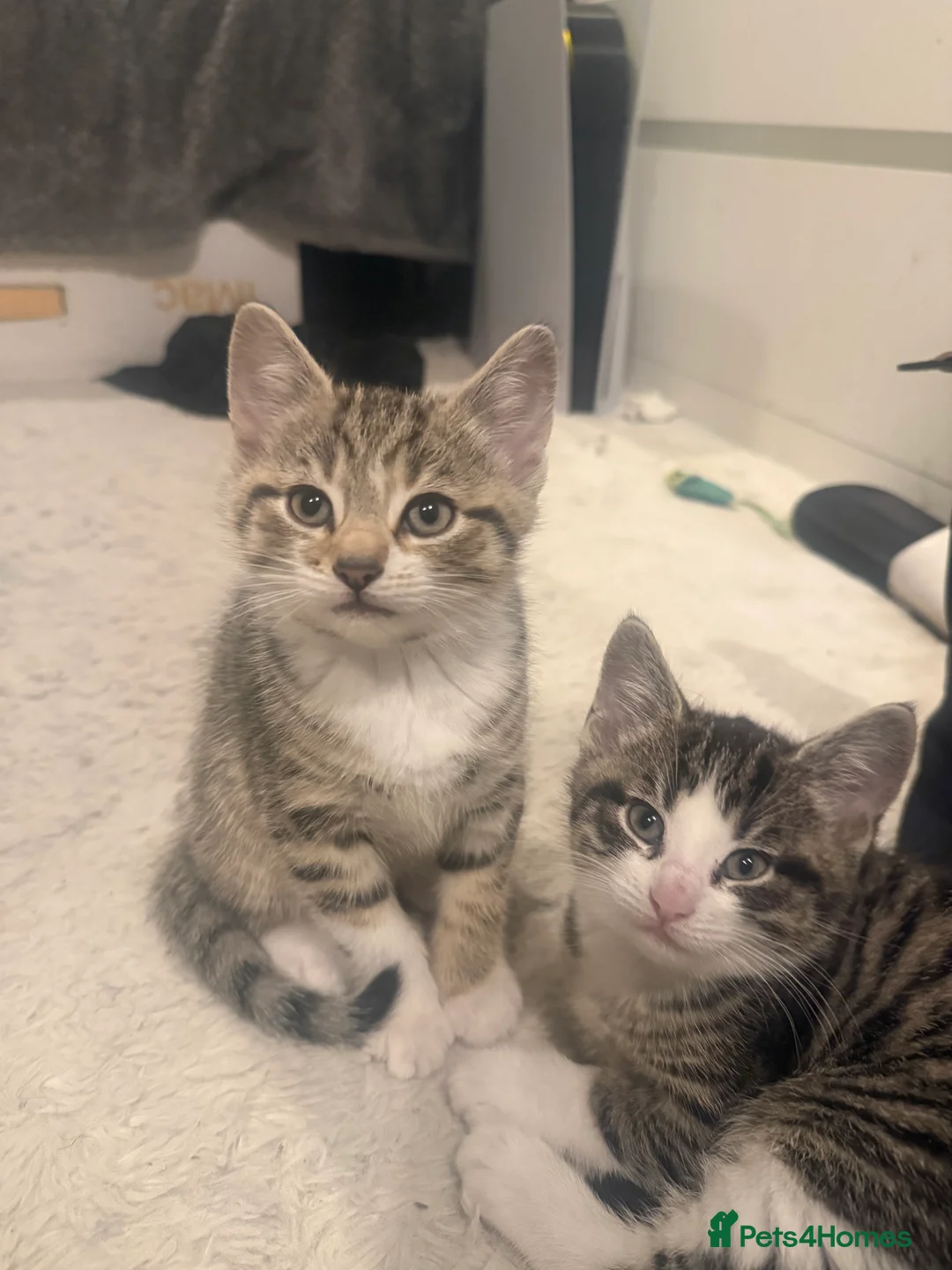 Mixed Breed cats for sale: 3 mixed tabby kittens for sale!  - Advert 11