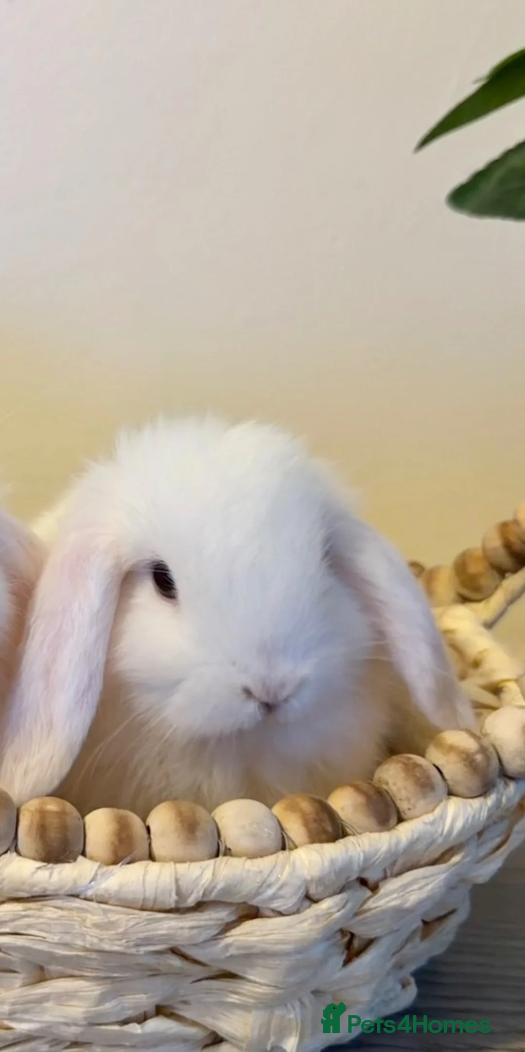 Mini Lop rabbits for sale: Minilop boy ready now  - Advert 6