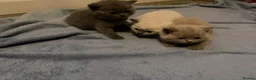 British Shorthair cats for sale: ☆☆ prestige chunky & fluffy, britsh shorthairs! ☆☆ - Advert 12