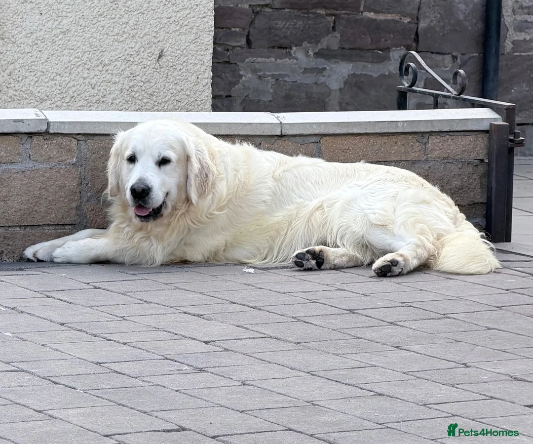 Golden Retriever dogs for sale: Golden retrievers - Advert 10