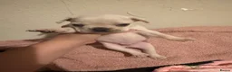 French Bulldog dogs for sale: French bulldogs for sale - Advert 2