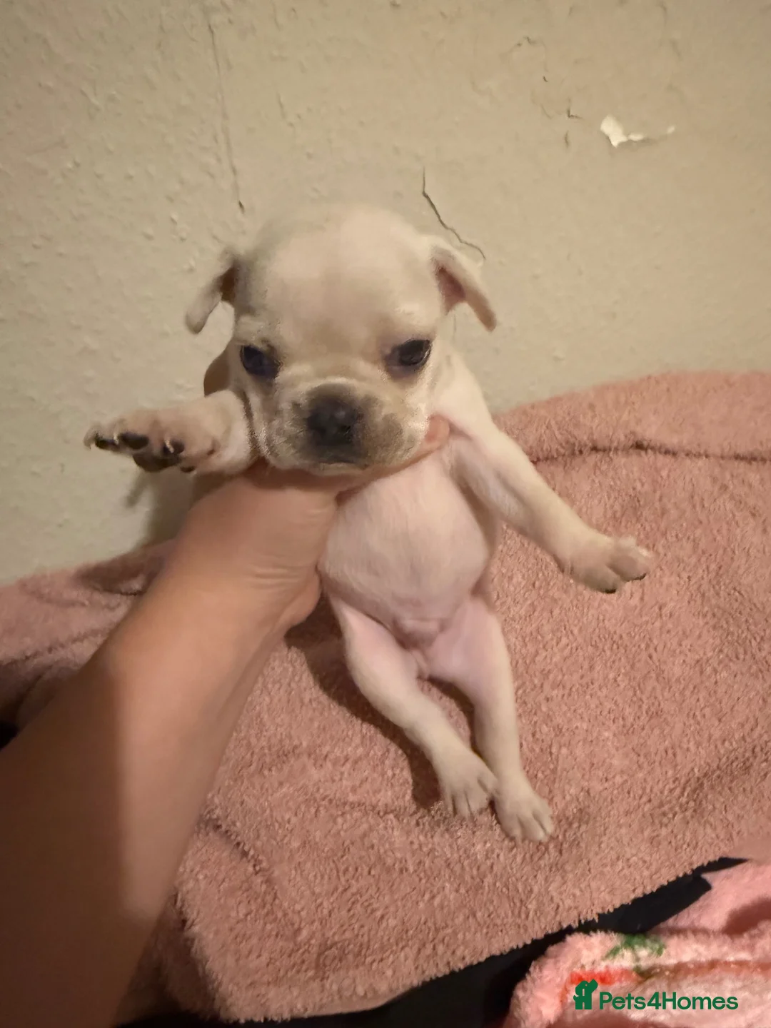 French Bulldog dogs for sale: French bulldogs for sale - Advert 2