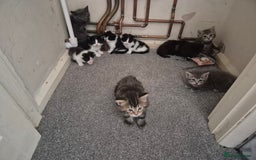 Mixed Breed cats for sale: Beautiful litter of 5 kittens  - Image 18