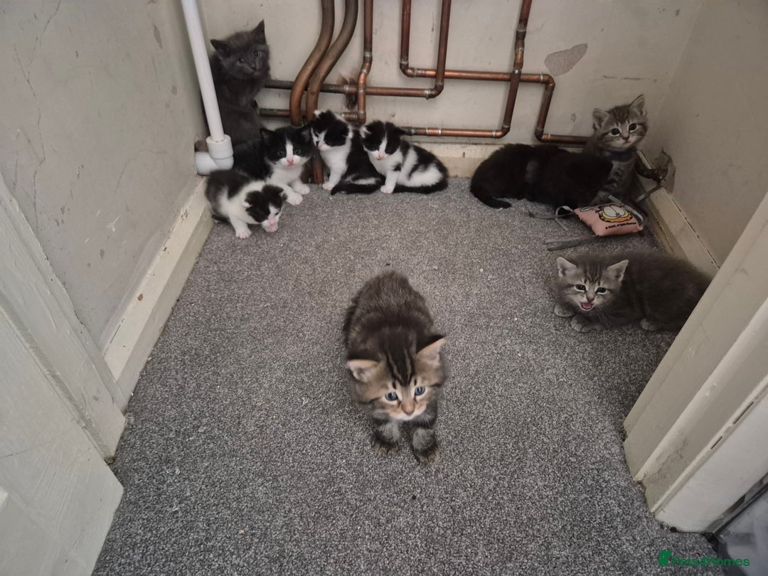 Mixed Breed cats for sale: Beautiful litter of 5 kittens  - Image 18