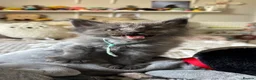 Maine Coon cats for sale: UPDATED - MAINE COON KITTENS. SOME POLYDACTYL  - Advert 29
