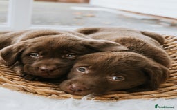 Labrador Retriever dogs for sale: Chocolate Labrador puppies  - Advert 13