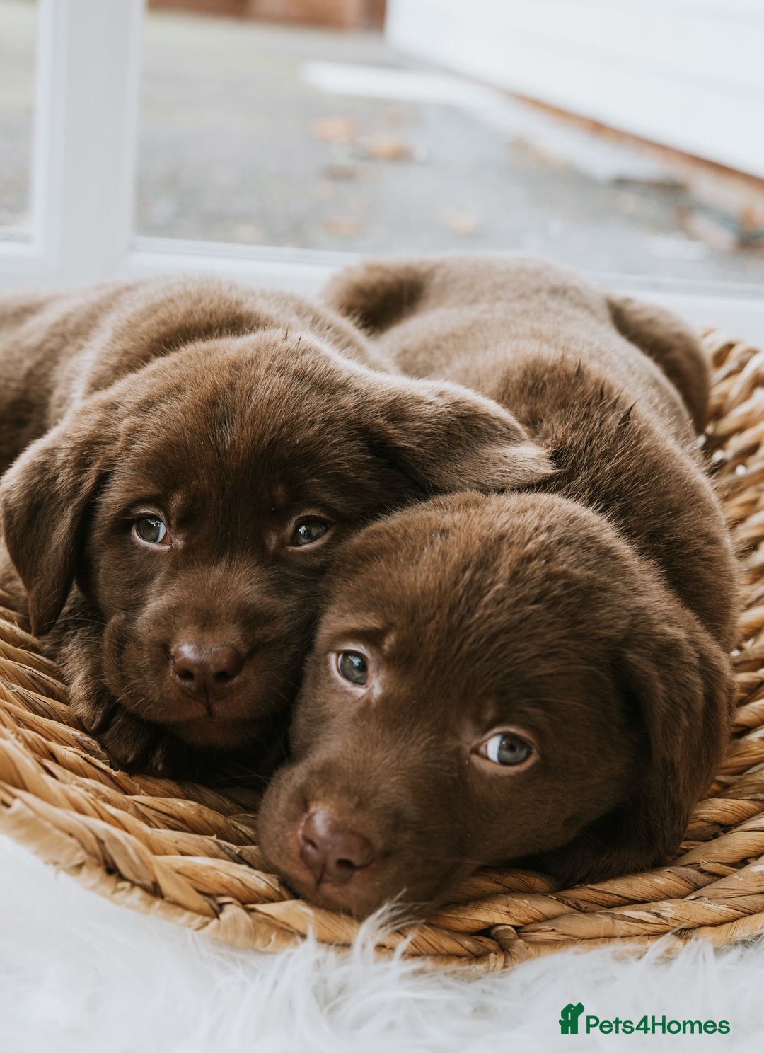 Labrador Retriever dogs for sale: Chocolate Labrador puppies  - Advert 13