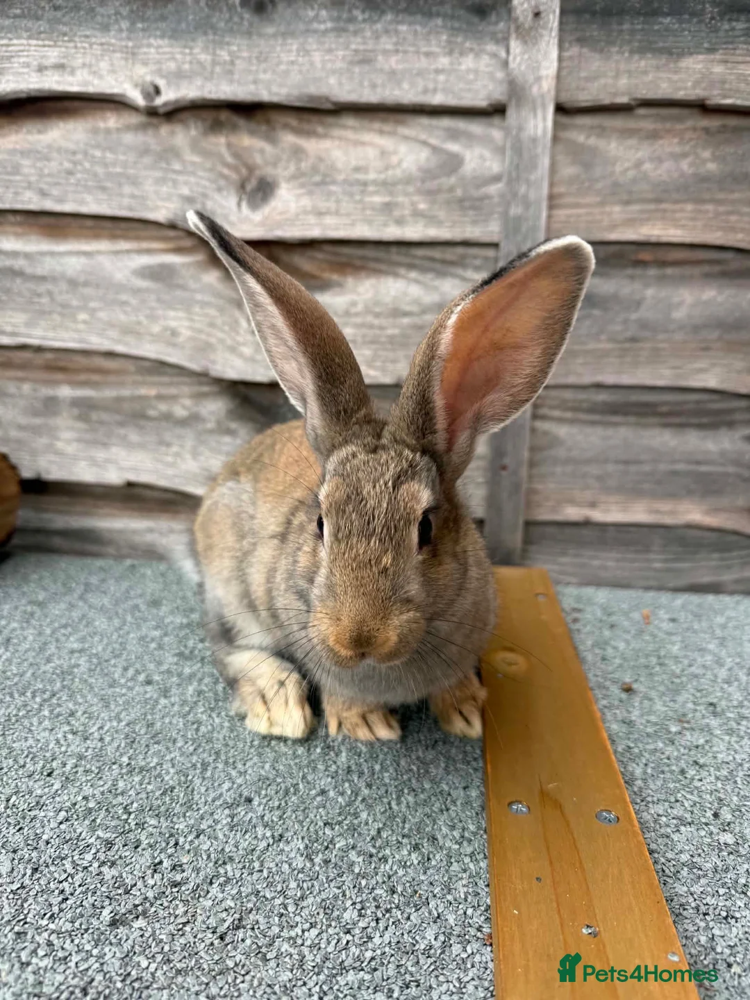 Continental Giant rabbits for sale: 🐰🐰🐰 Continental Giant Rabbits  - Advert 2
