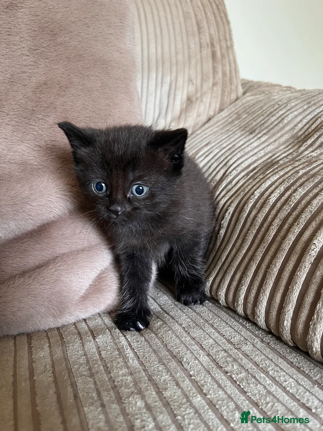 Mixed Breed cats for sale: Grey and black striped kittens For Sale - Advert 24
