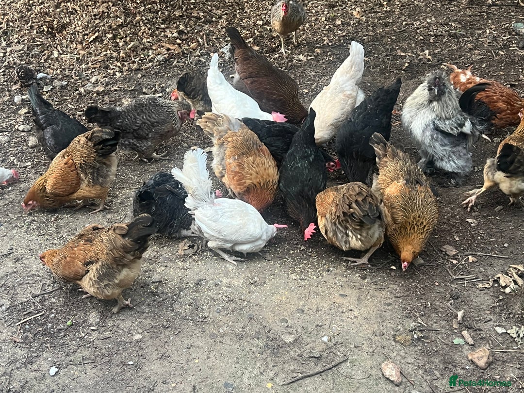 Chickens poultry for sale: 2 mum and 28 chicks for sale  - Image 8