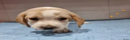 Beagle dogs for sale: Beagle  - Advert 12