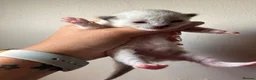 Ragdoll cats for sale: Ragdoll kittens for reservation 🫶 - Advert 3