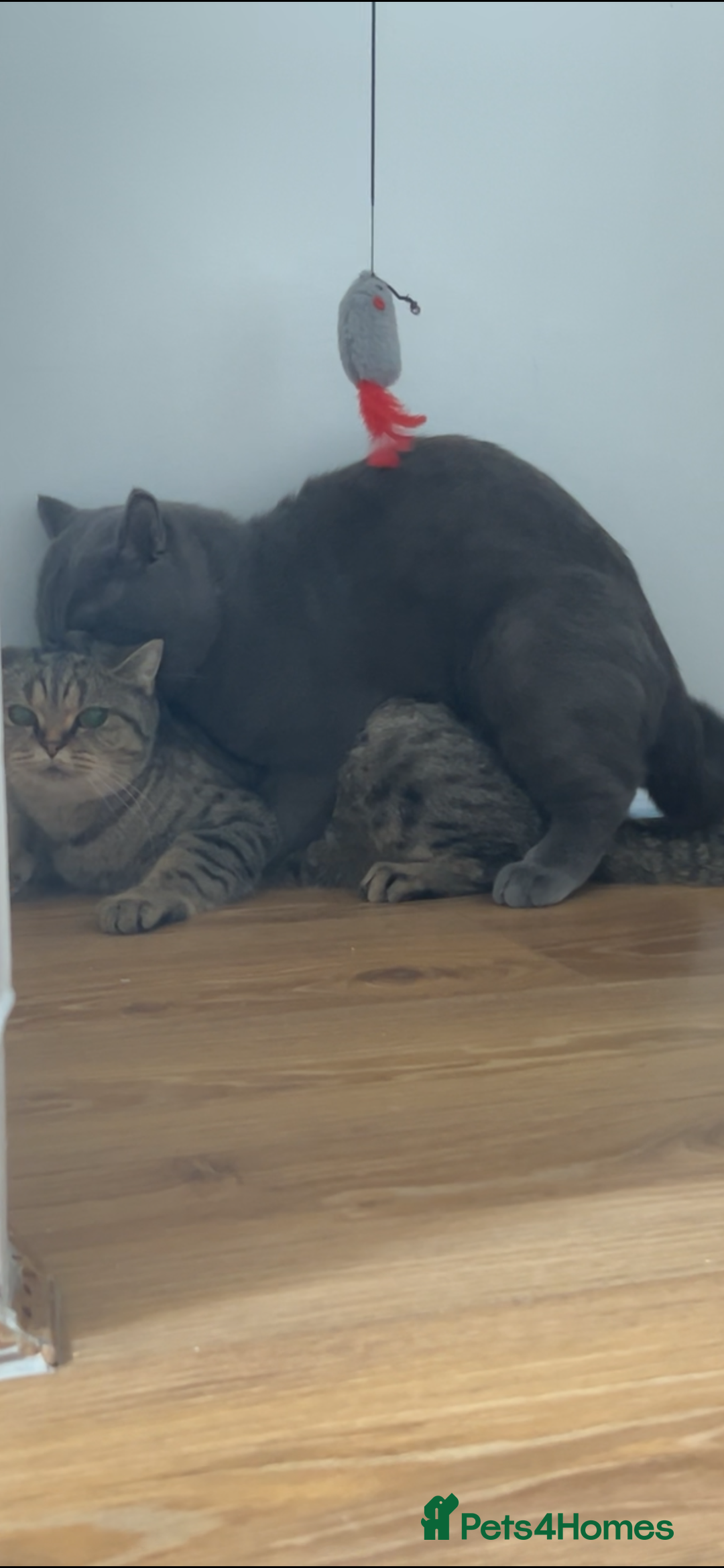 British Shorthair cats for stud: 💙Handsome GCCF Active Registered Blue BSH💙 - Advert 10