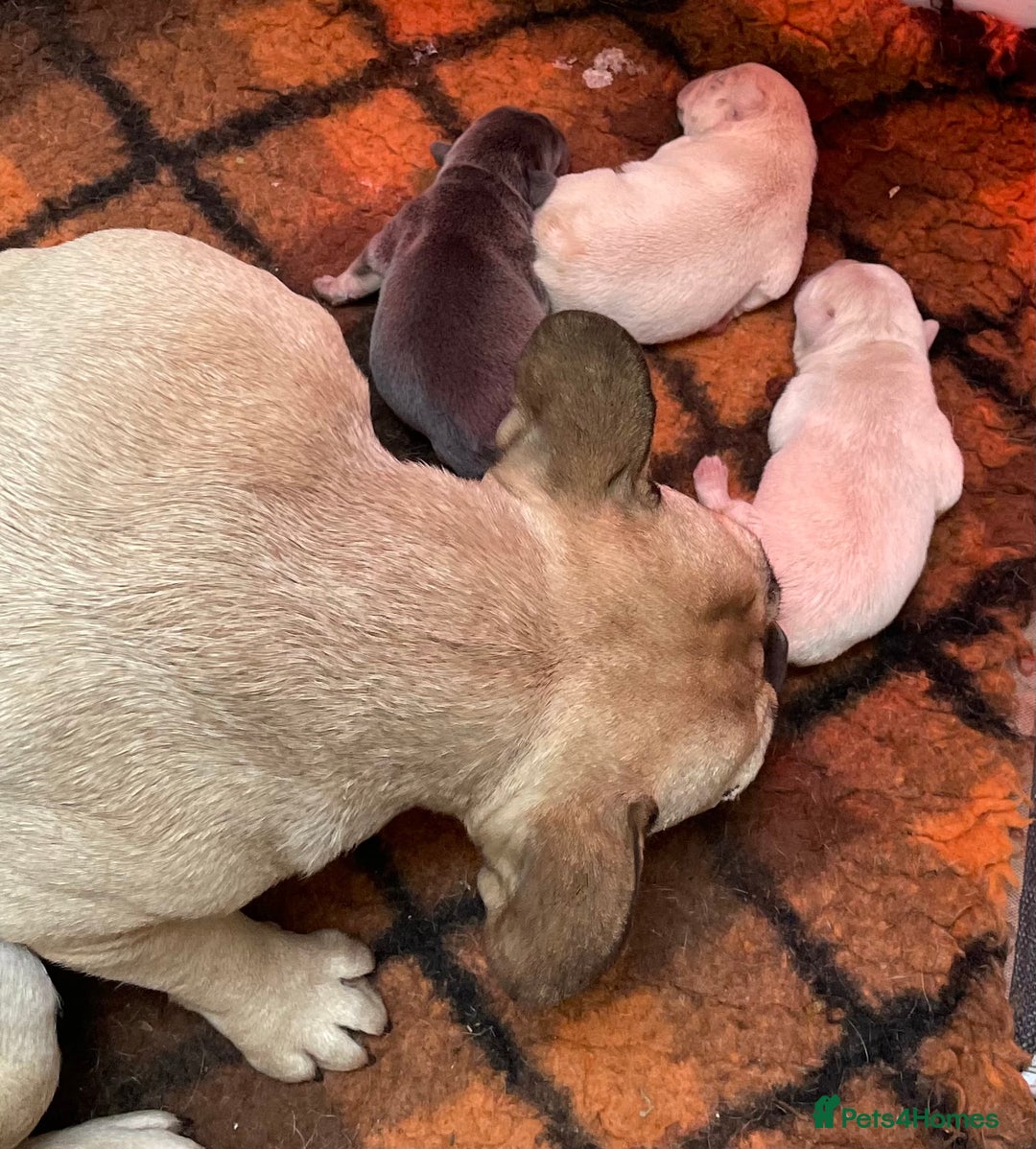 French Bulldog dogs for sale: KC REGISTERED QUALITY FRENCH BULLDOG PUPPIES  - Advert 15