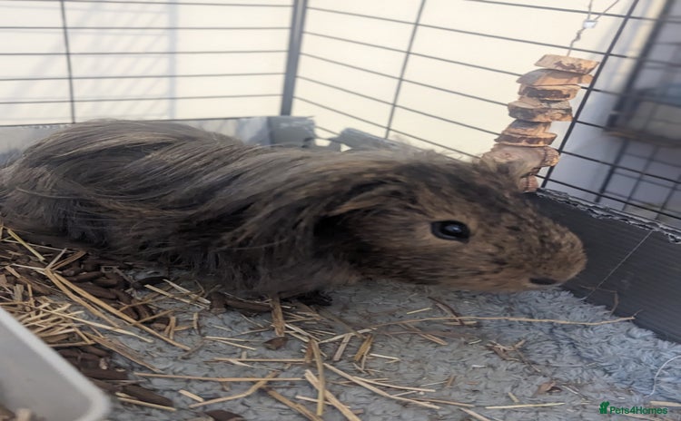 Guinea Pig rodents - Advert 3