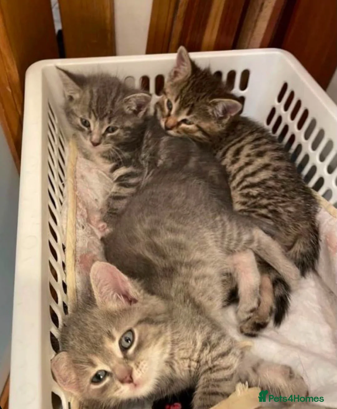 Mixed Breed cats for sale: Cute tabby kittens 8 weeks in Bradford - Advert 3