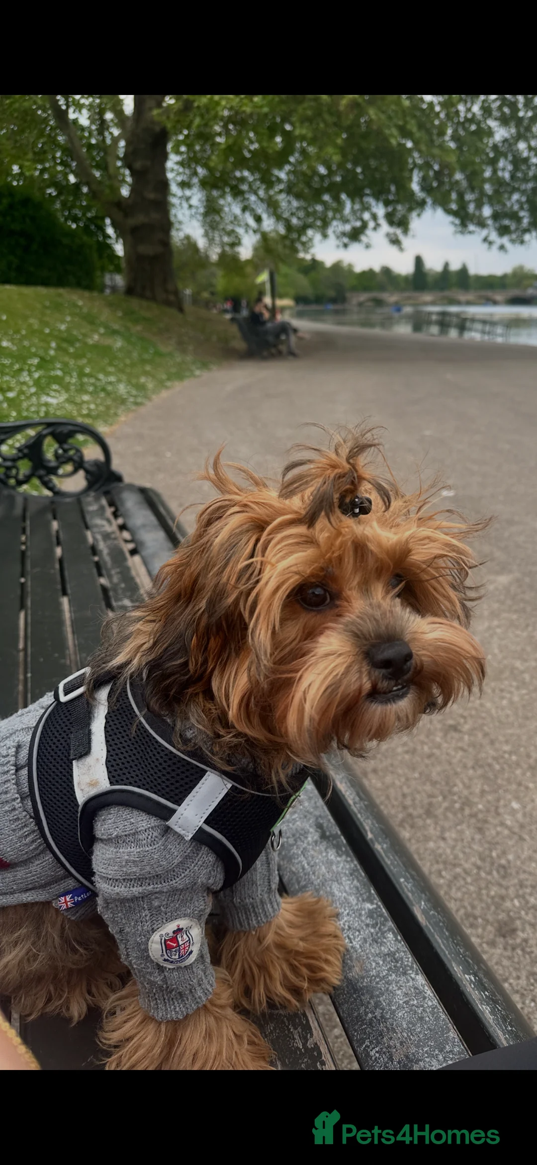 Shihpoo dogs for sale: VICTORIA/ Shihpoo/ 6 months old - Advert 2