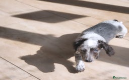 Dachshund dogs for sale: 2 White/Black/Tan long-haired dachshund puppies - Image 13