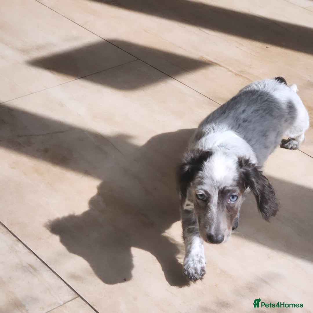 Dachshund dogs for sale: 2 White/Black/Tan long-haired dachshund puppies - Image 13
