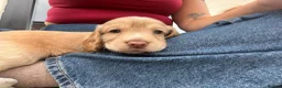 Cocker Spaniel dogs for sale: 3 boy Cocker Spaniels in Wigan - Advert 5