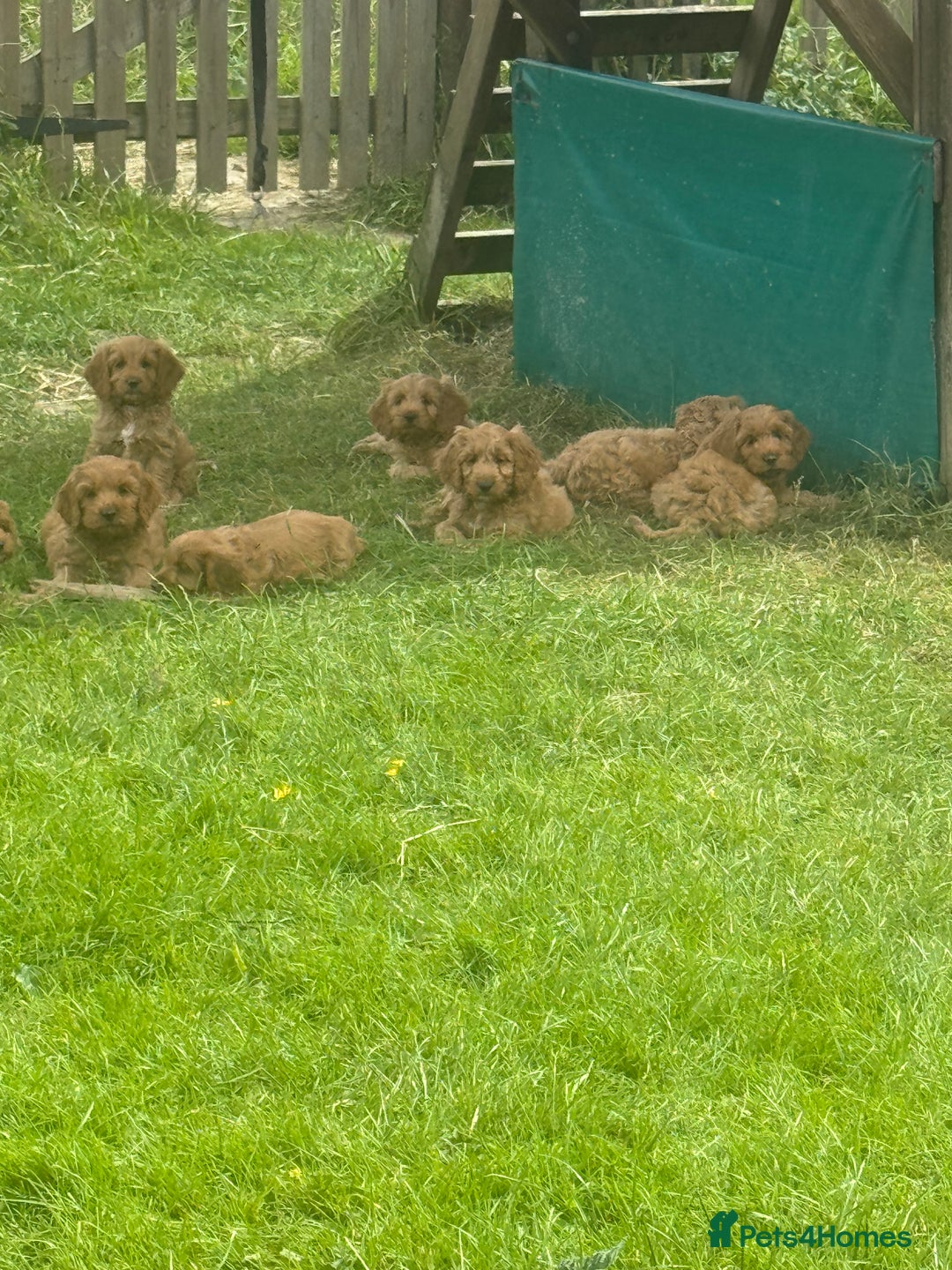 Cockapoo dogs for sale: Ready To Leave F1 Show miniature Cockapoos  - Image 34