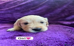Golden Retriever dogs for sale: Gorgeous chunky golden retriever puppies - Image 3