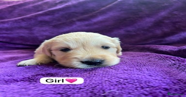 Golden Retriever dogs - Advert 3