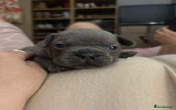 French Bulldog dogs for sale: REDUCED French Bull Dog Pups  - Image 6