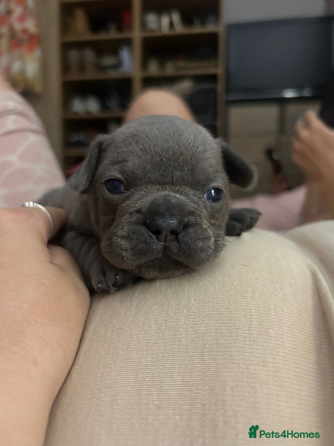 French Bulldog dogs for sale: REDUCED French Bull Dog Pups  - Image 6