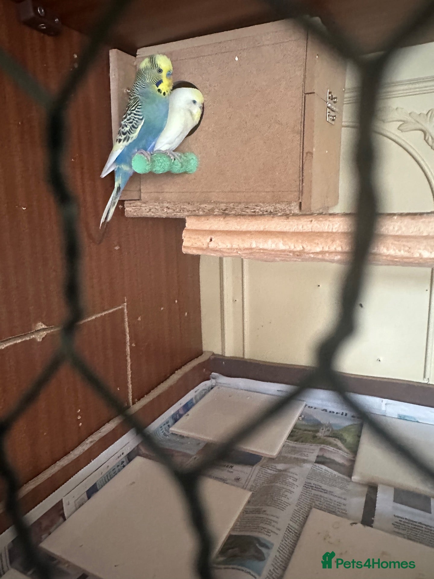 Budgerigars birds Lovely bonded pairs  in Dagenham  - Advert 1