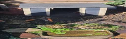 Tortoise reptiles for sale: 5 X Adult Hermann Tortoises  - Advert 5