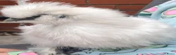Chickens poultry for sale: 3 15 week old silkie chicks  in Walsall - Advert 4