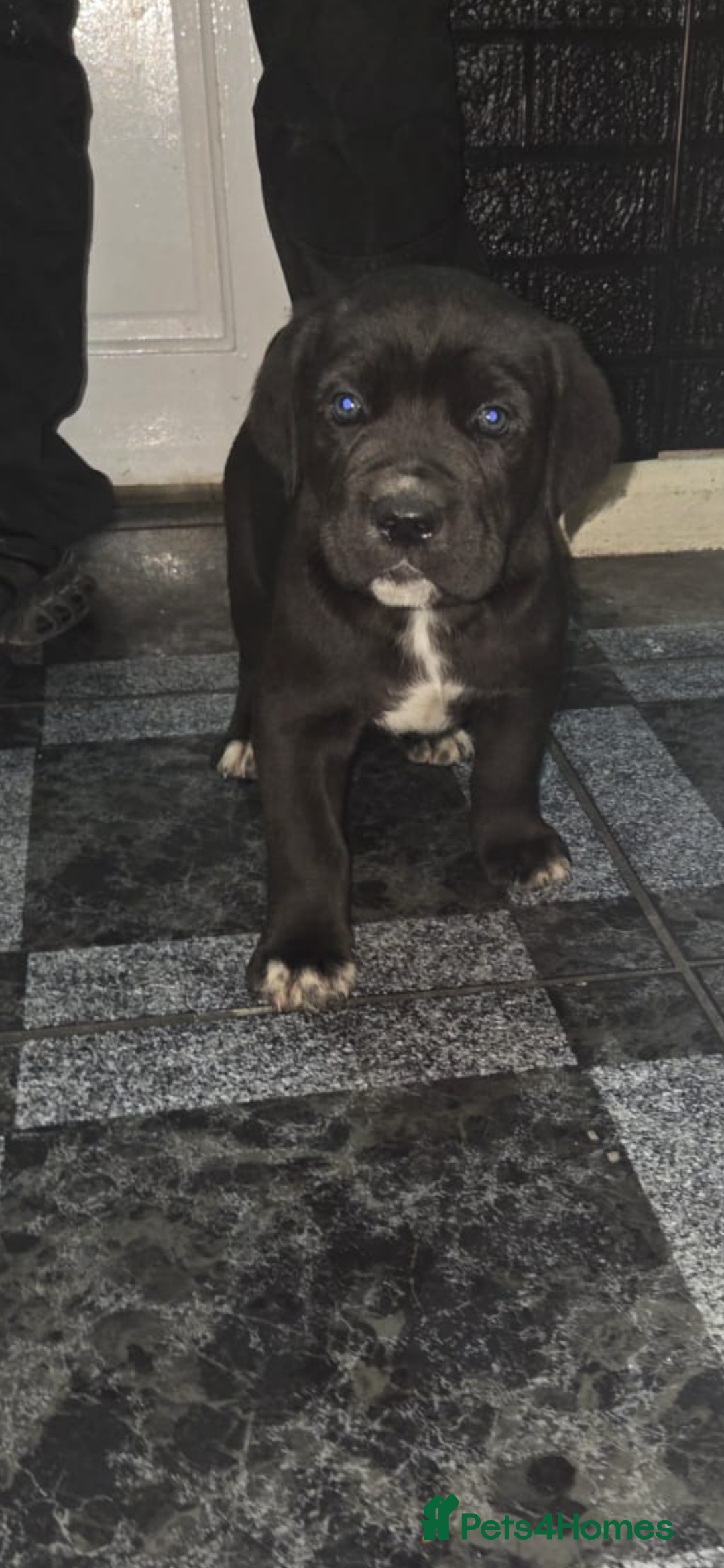 Cane Corso dogs for sale: Full pedigree cane corso - Advert 7