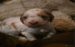 Cockapoo dogs for sale: Cockerpoo puppies F1. Stunning litter  - Image 6
