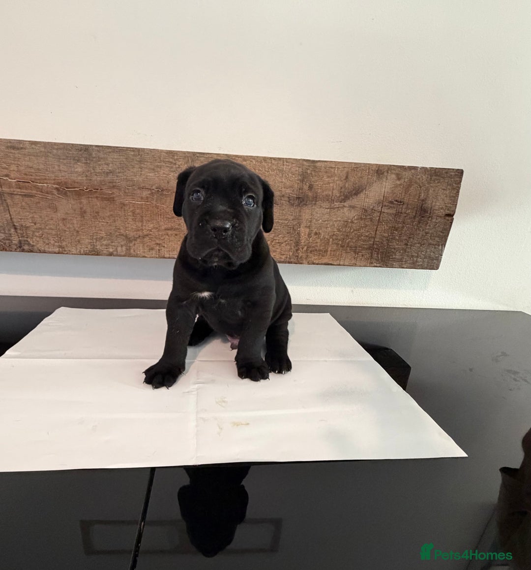 Cane Corso dogs for sale: Purebred Cane Corso Puppies – Exceptional Parent - Image 10